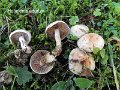 Hebeloma laterinum-amf855